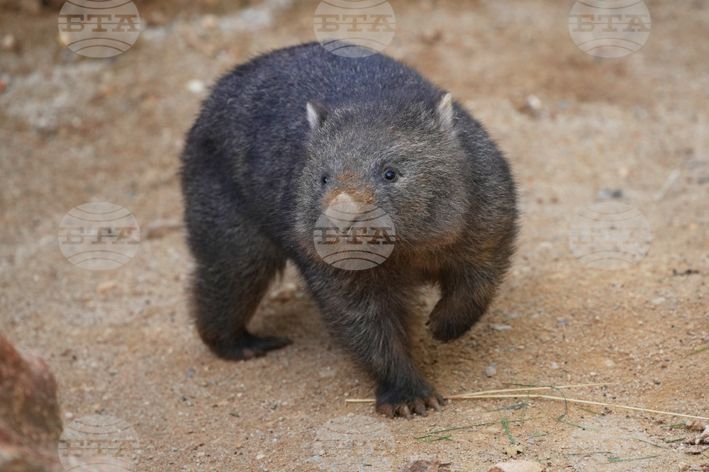France Wombat Beauval Zoo