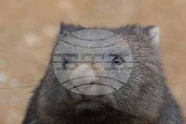 France Wombat Beauval Zoo