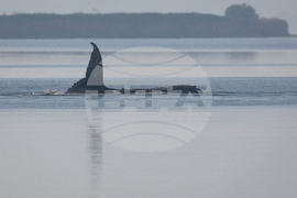 Germany Whale Rescue