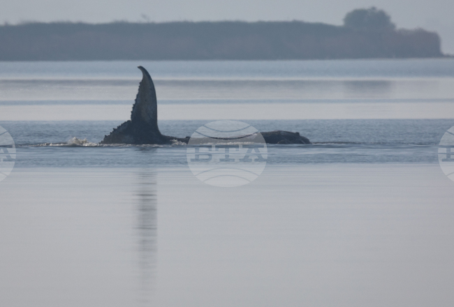 Germany Whale Rescue