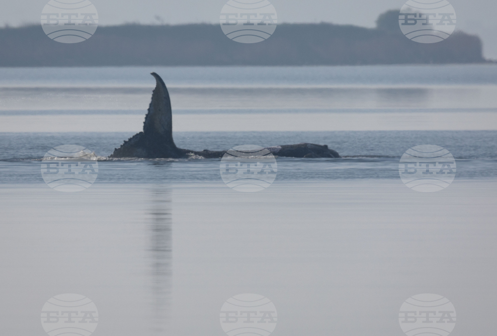 Germany Whale Rescue
