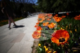 Столица - градина „Кристал“