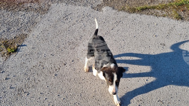 Акция “Жълти стотинки” в подкрепа на кучетата от общинския приют в Търговище събра над 3300 евро 