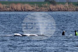 Germany Whale Rescue