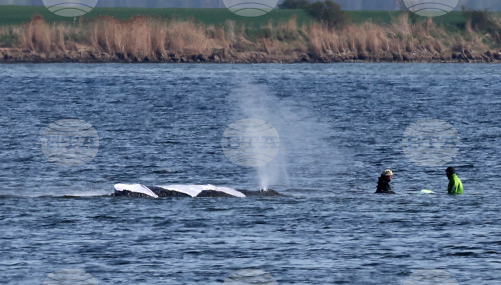 Germany Whale Rescue