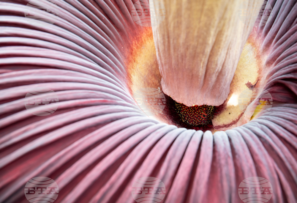 Corpse Flower Bloom