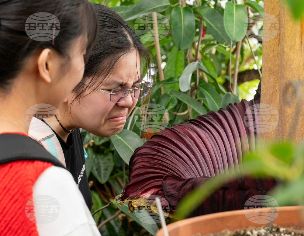 Corpse Flower Bloom
