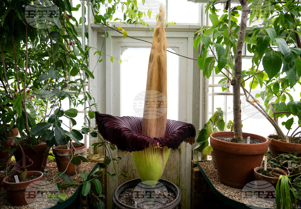 Corpse Flower Bloom