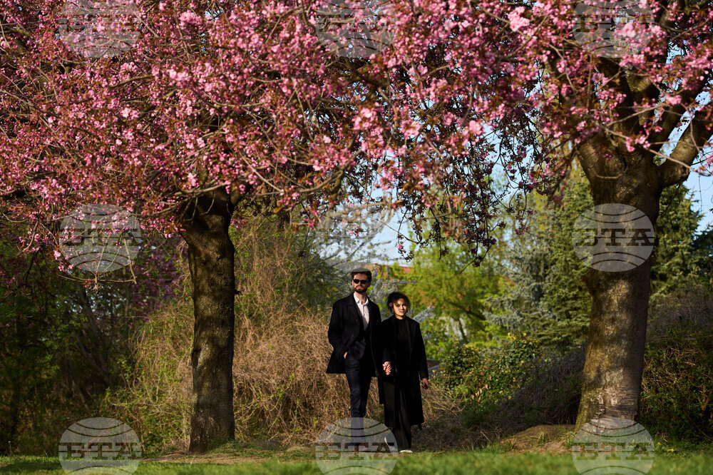 Germany Cherry Blossoms