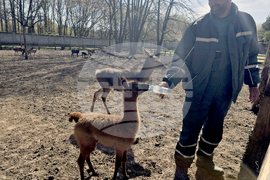 Добрич - Зооцентър - бебе лама