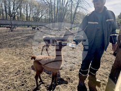 Добрич - Зооцентър - бебе лама