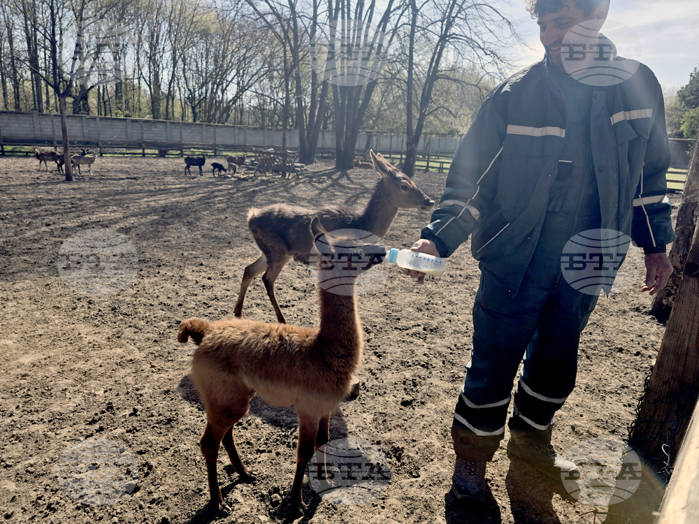 Добрич - Зооцентър - бебе лама