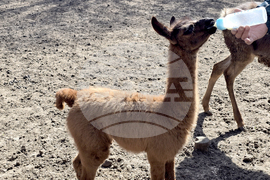 Добрич - Зооцентър - бебе лама