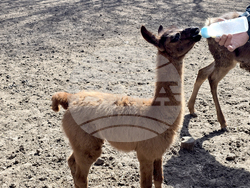 Добрич - Зооцентър - бебе лама