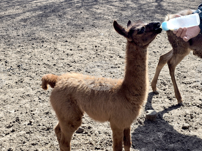 Добрич - Зооцентър - бебе лама