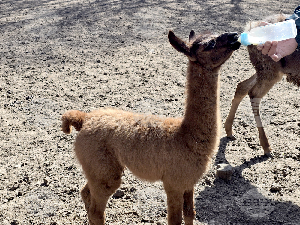 Добрич - Зооцентър - бебе лама