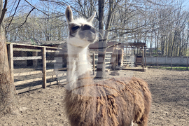 Добрич - Зооцентър - бебе лама