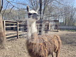 Добрич - Зооцентър - бебе лама