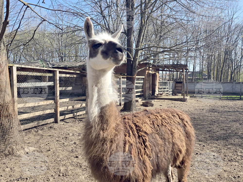 Добрич - Зооцентър - бебе лама