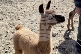 Добрич - Зооцентър - бебе лама