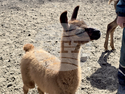 Добрич - Зооцентър - бебе лама