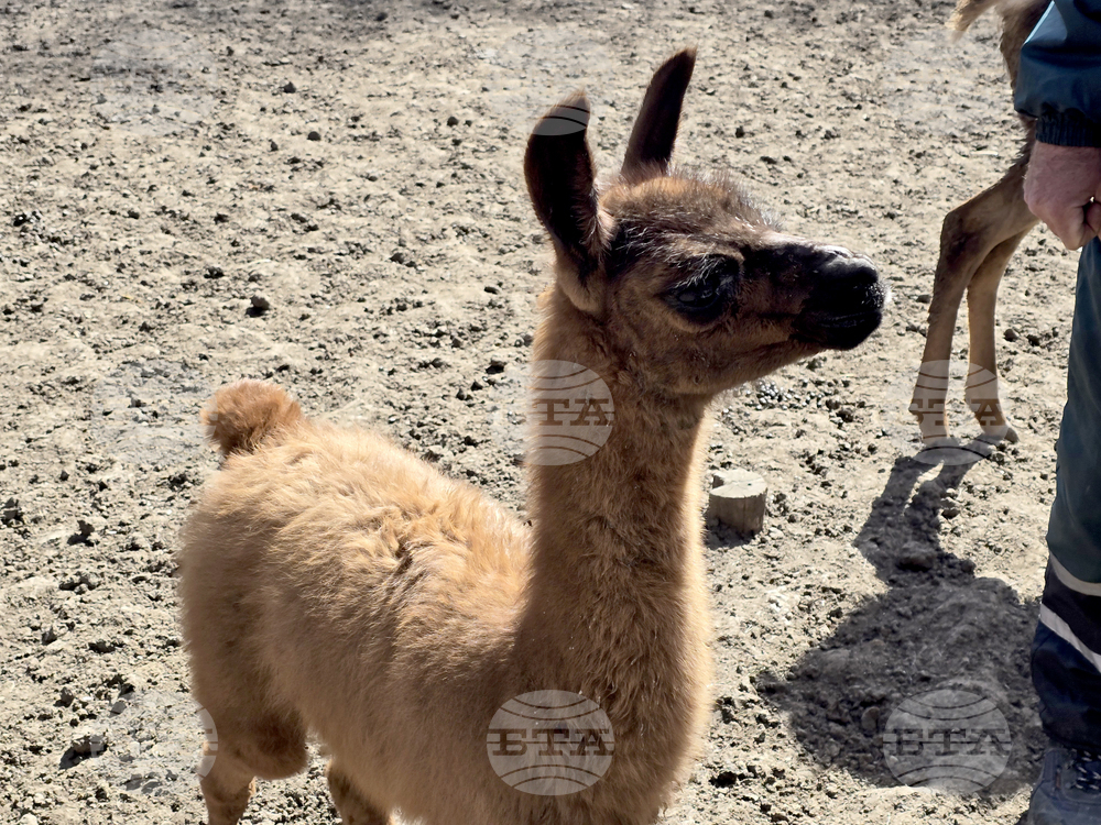 Добрич - Зооцентър - бебе лама