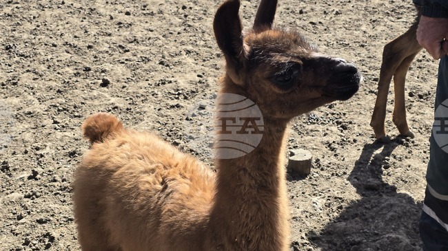 След години усилия в Зооцентър Добрич се роди бебе лама