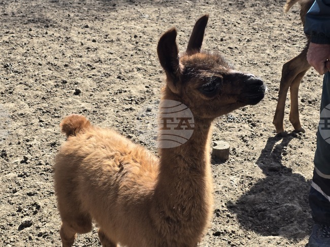 След години усилия в Зооцентър Добрич се роди бебе лама