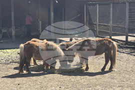 Добрич - Зооцентър - бебе лама