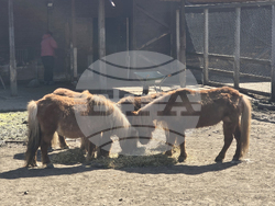 Добрич - Зооцентър - бебе лама