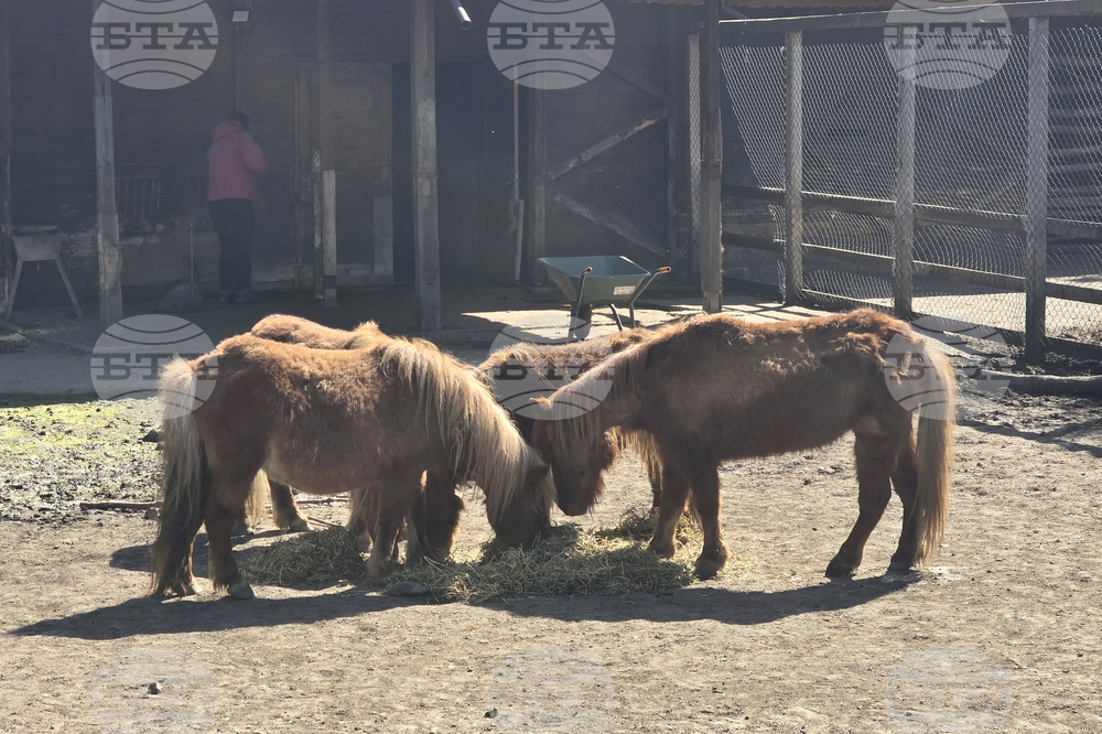 Добрич - Зооцентър - бебе лама