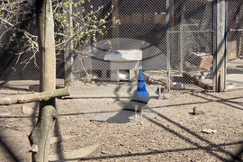 Добрич - Зооцентър - бебе лама