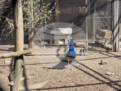 Добрич - Зооцентър - бебе лама