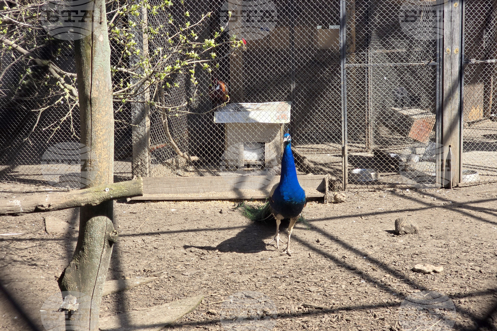 Добрич - Зооцентър - бебе лама