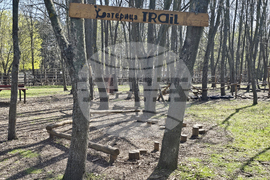 Добрич - Зооцентър - бебе лама