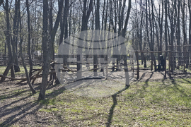 Добрич - Зооцентър - бебе лама