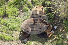 Добрич - Зооцентър - бебе лама