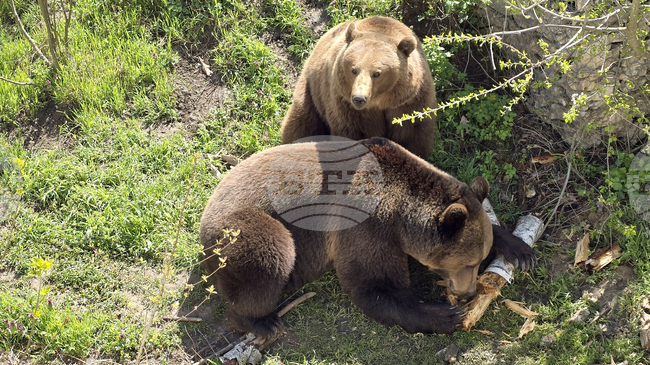 В Борино се предвижда създаване на първата в България общност за мирно съжителство с мечки