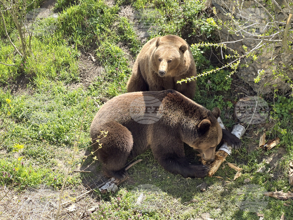 Добрич - Зооцентър - бебе лама