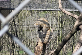 Добрич - Зооцентър - бебе лама