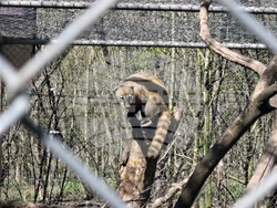 Добрич - Зооцентър - бебе лама