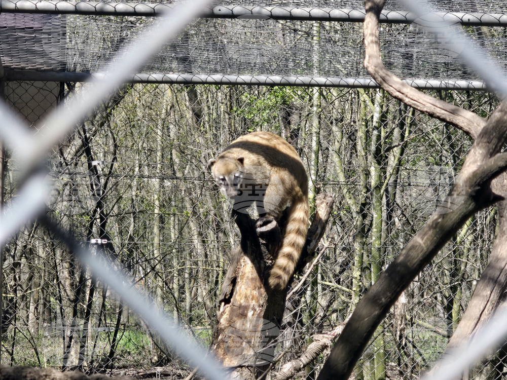 Добрич - Зооцентър - бебе лама