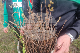 Стара Загора - залесяване