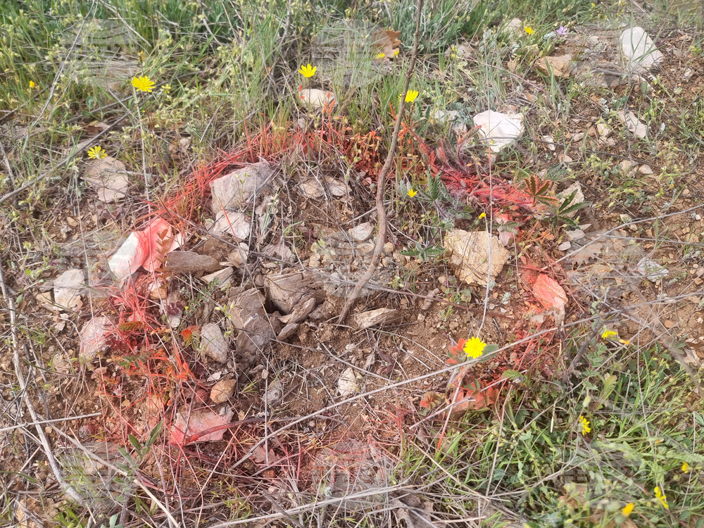 Стара Загора - залесяване