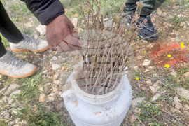 Стара Загора - залесяване