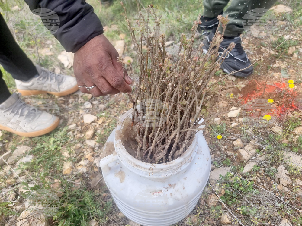 Стара Загора - залесяване