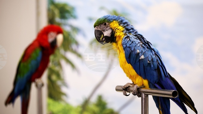 Шоу с папагали беше сред атракциите на SOFIA ZOO EXPO 2026 в София
