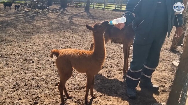 След години усилия в Зооцентър Добрич се роди бебе лама