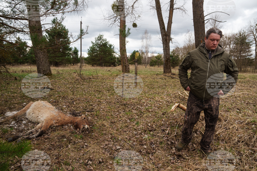 Ukraine Chernobyl Nature