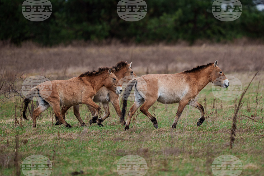 Ukraine Chernobyl Nature